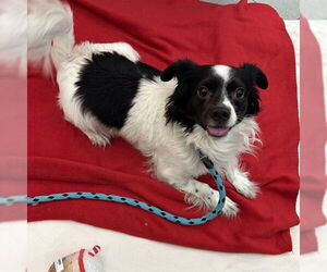 Chihuahua Dogs for adoption in Rancho Cucamonga, CA, USA