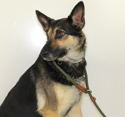 Medium Photo #1 German Shepherd Dog Puppy For Sale in Minneapolis, MN, USA