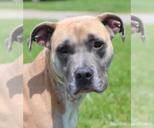Mutt Dogs for adoption in Bedford, VA, USA