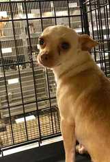 Chihuahua Dogs for adoption in Glen Haven, WI, USA