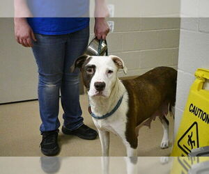 Labrador Retriever Dogs for adoption in Decatur, IL, USA