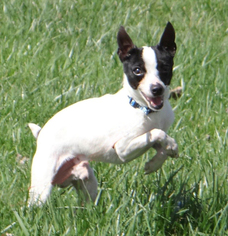 Medium Photo #1 Rat Terrier Puppy For Sale in Fairmont, WV, USA