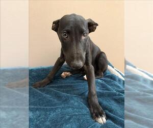Labrador Retriever-Unknown Mix Dogs for adoption in Martinez, CA, USA