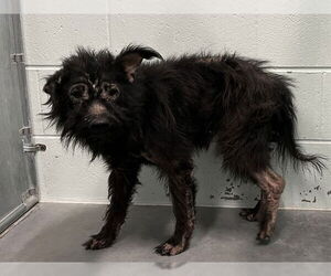 Chihuahua-Miniature Schnauzer Mix Dogs for adoption in Tavares, FL, USA