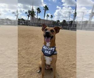 Black Mouth Cur-Unknown Mix Dogs for adoption in Corpus Christi, TX, USA