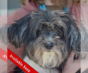 Shih Apso Dogs for adoption in Huntley, IL, USA