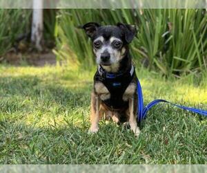 Chipin Dogs for adoption in Santa Clara, CA, USA