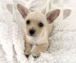 Chihuahua-Unknown Mix Dogs for adoption in Corona, CA, USA