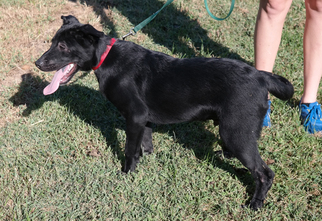 Chow Chow-Labrador Retriever Mix Dogs for adoption in Danville, KY, USA