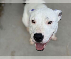 American Pit Bull Terrier-Unknown Mix Dogs for adoption in Tulsa, OK, USA