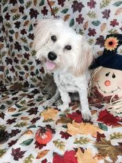Medium Photo #1 Shih Tzu Puppy For Sale in Redlands, CA, USA