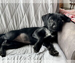 Labrador Retriever-Unknown Mix Dogs for adoption in Hillsboro, MO, USA