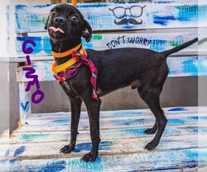 Chug Dogs for adoption in San Diego, CA, USA