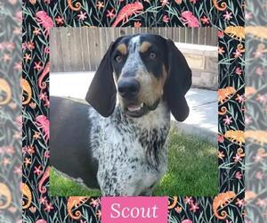 Bluetick Coonhound Dogs for adoption in Littleton, CO, USA
