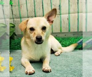Chiweenie Dogs for adoption in Wetumpka, AL, USA