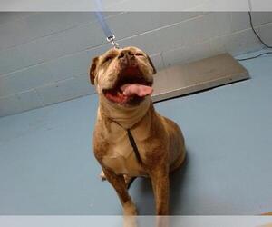Bulldog-Unknown Mix Dogs for adoption in Moreno Valley, CA, USA