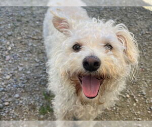 Poodle (Miniature) Dogs for adoption in Santa Cruz, CA, USA
