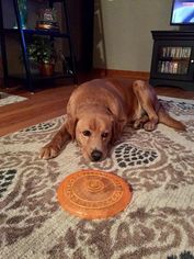 Golden Labrador Dogs for adoption in Cincinnati, OH, USA