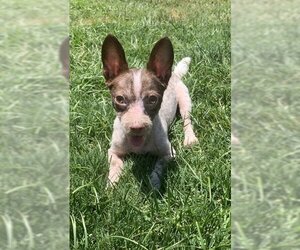 Chihuahua-Unknown Mix Dogs for adoption in Orange, CA, USA