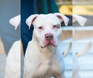 American Bulldog Dogs for adoption in Derwood, MD, USA
