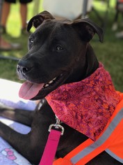 Boxador Dogs for adoption in Howell, MI, USA