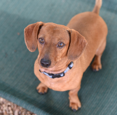Dachshund Dogs for adoption in Chattanooga, TN, USA
