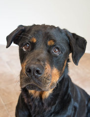 Rottweiler Dogs for adoption in Marble, NC, USA