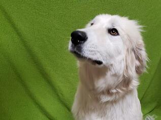 Great Pyrenees Dogs for adoption in Fairfield, CA, USA