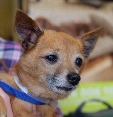 Chihuahua Dogs for adoption in Nashville, TN, USA