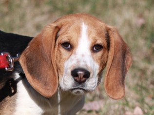 Bagle Hound Dogs for adoption in Cookeville, TN, USA