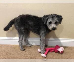 Poodle (Miniature)-Unknown Mix Dogs for adoption in San Jose, CA, USA