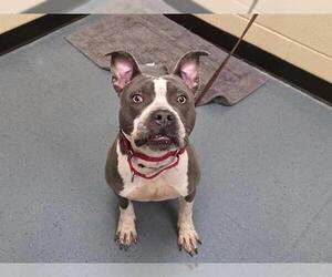 American Pit Bull Terrier Dogs for adoption in Denver, CO, USA