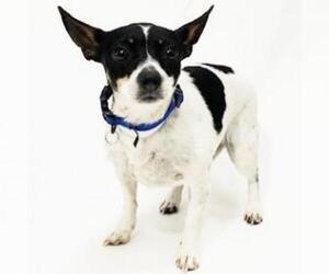 Rat Terrier Dogs for adoption in Show Low, AZ, USA