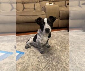 Mutt Dogs for adoption in Brooklyn, NY, USA