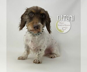 Dachshund-Unknown Mix Dogs for adoption in Benton, LA, USA