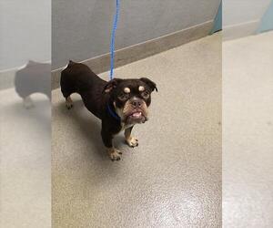 French Bulldog-Unknown Mix Dogs for adoption in Las Vegas, NV, USA
