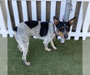 Australian Cattle Dog-Unknown Mix Dogs for adoption in Modesto, CA, USA