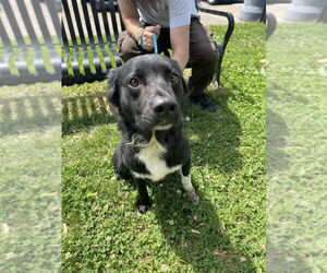 Border Collie-Unknown Mix Dogs for adoption in Evansville, IN, USA