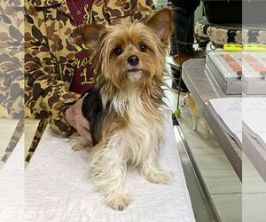 Mutt Dogs for adoption in Benton, LA, USA