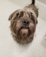 Shih Tzu Dogs for adoption in Randleman, NC, USA