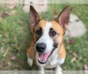 Border Collie Dogs for adoption in Tulsa, OK, USA