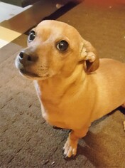 Chiweenie Dogs for adoption in Westmont, IL, USA