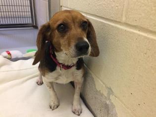 Beagle Dogs for adoption in Lawrence, KS, USA