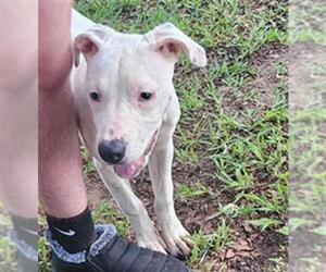 American Staffordshire Terrier-Unknown Mix Dogs for adoption in Tallahassee, FL, USA