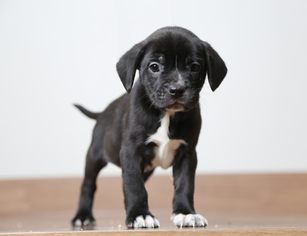 Small Boston Terrier-Labrador Retriever Mix