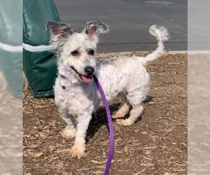Mutt Dogs for adoption in Martinez, CA, USA
