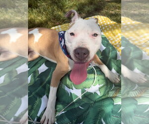 Mutt Dogs for adoption in Wenonah, NJ, USA