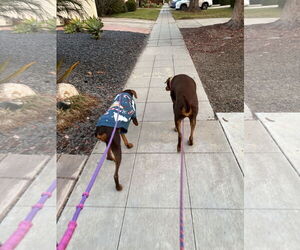 Doberman Pinscher Dogs for adoption in Buffalo, MN, USA