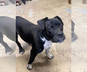 American Staffordshire Terrier-Bulldog Mix Dogs for adoption in Sparta, TN, USA