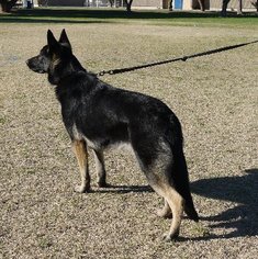 Chihuahua-Unknown Mix Dogs for adoption in Alton, IL, USA